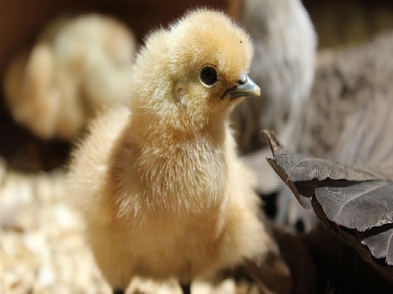 海总取卵费用男人检查精子费用试管移植怀孕日期